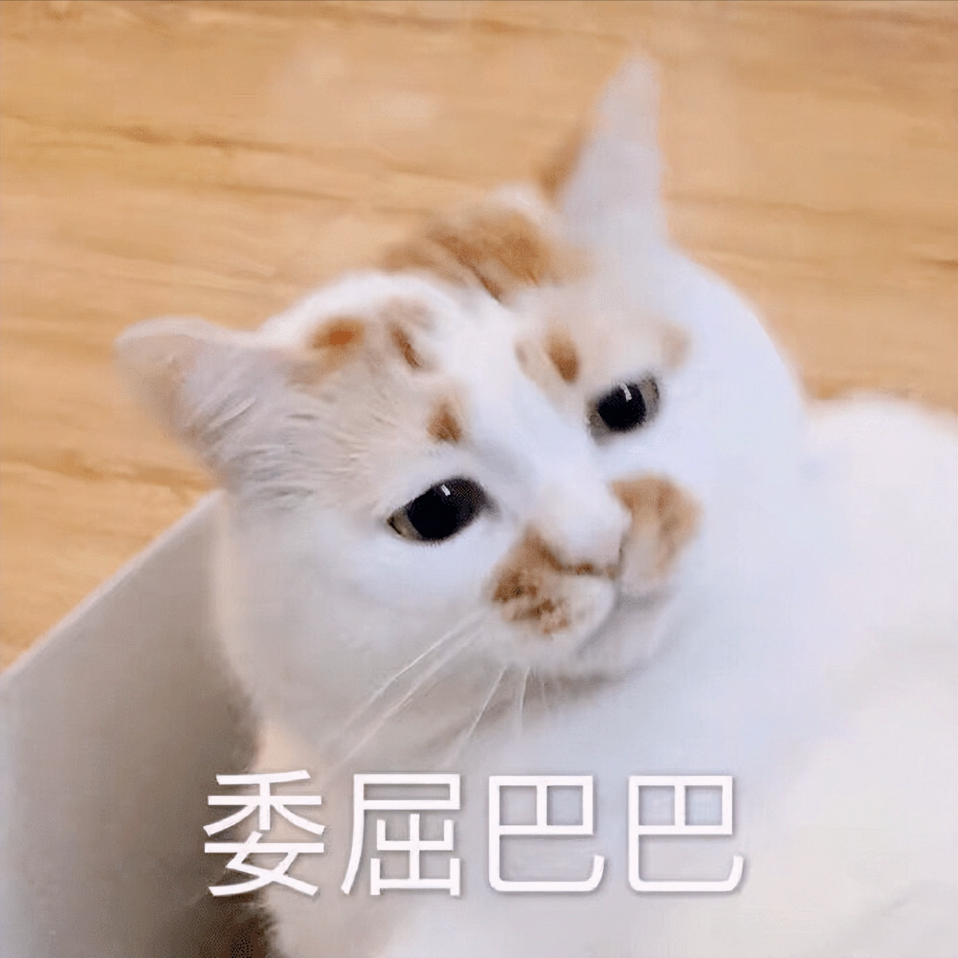 苹果|第一个“敢”向我国大量出口红富士苹果的，为什么会是南非？