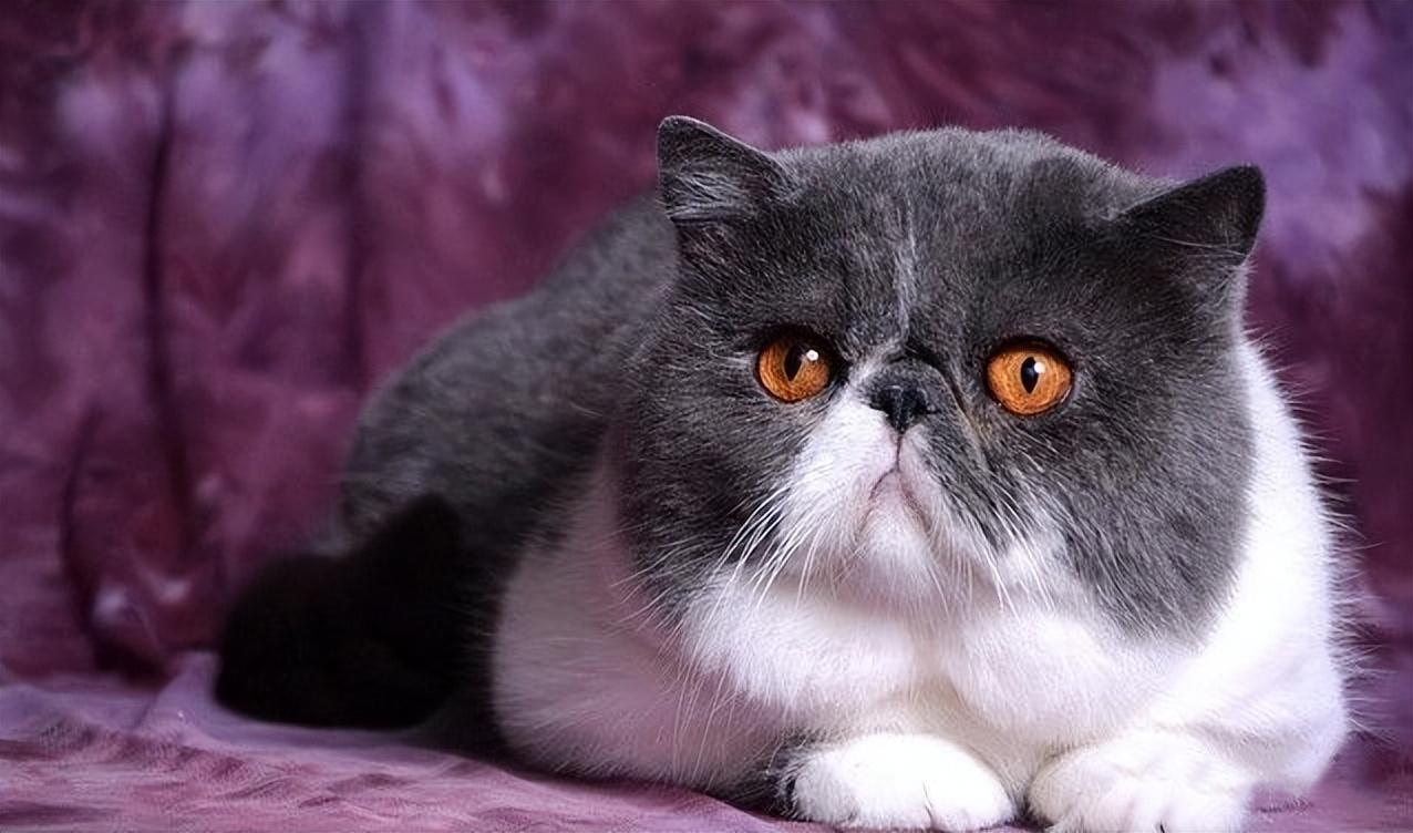 什么猫适合新手养 世界上最适合新手养的十种猫 最容易养的十种猫