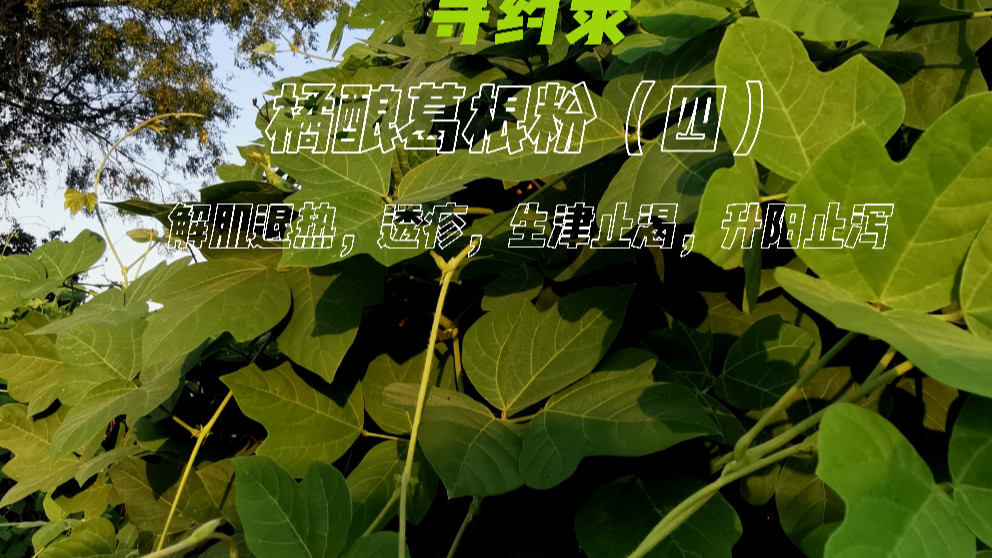 寻药录——橘酿葛根粉（四）#药材