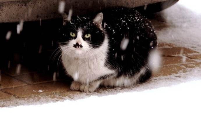 “在冬天，10只流浪猫会有6只死掉！”