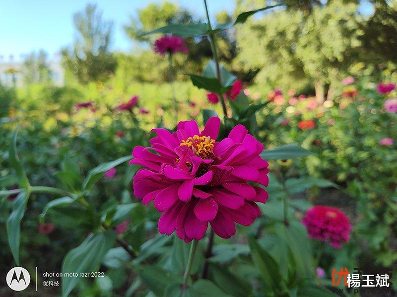 尼康|不妥协的折叠屏主力机 moto razr 2022优科技评测