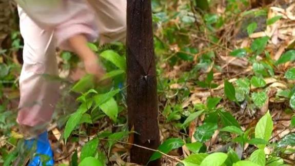 黑粉|网红严素砍竹笋引质疑，置顶评论显卑微，网友：多此一举