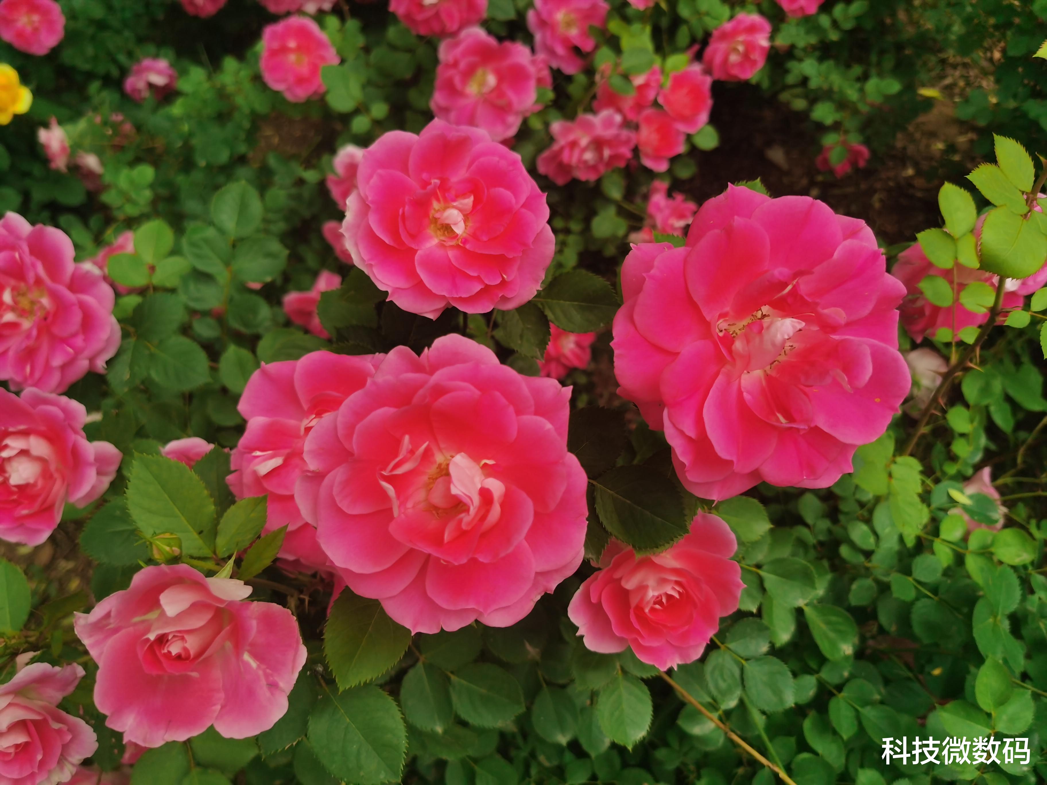 Windows|公园里月季花开，带着荣耀V30 Pro手机去打卡