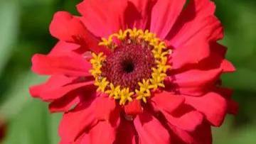 感冒|红花对肺结节散结帮助有多大？看看这个真实案例