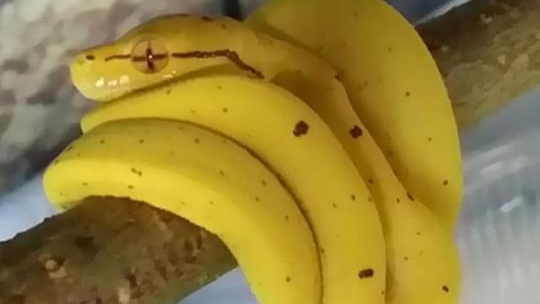 面包|25个长得很“美味”的物品照片，愣是把我给看饿了