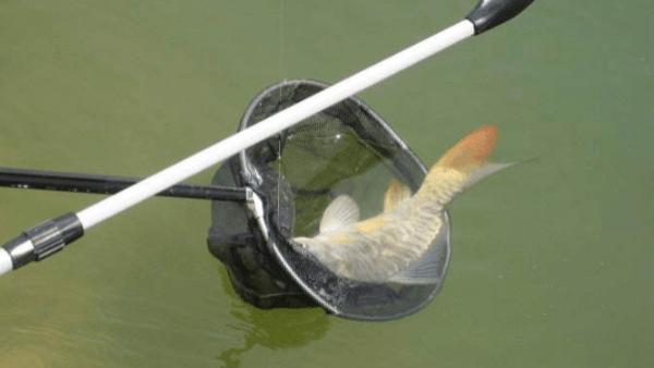 |一个钓鱼从新手到老手的进化过程，看看你目前处于什么段位