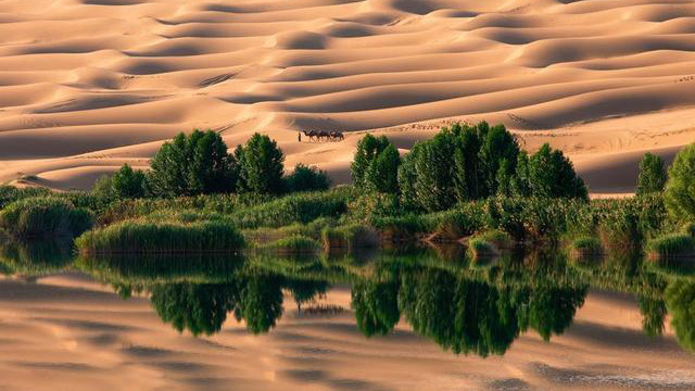 |黄河之水除了天上来，还能进沙漠，暗黄的沙漠喜迎绿色