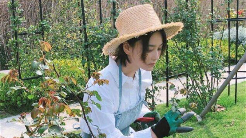 张馨予|张馨予婚后“人设崩塌”，不蹭红毯博眼球，不是养花就是种菜