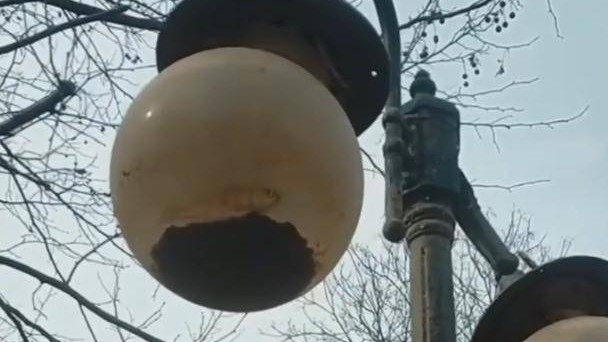 |路灯里面藏鲫鱼，你说稀奇不稀奇？看看鲫鱼的生命力有多顽强