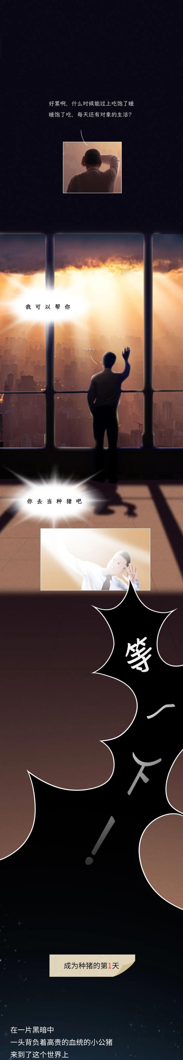 漫画|一头优秀的“种猪”，是如何诞生的？一组漫画科普，涨知识了！