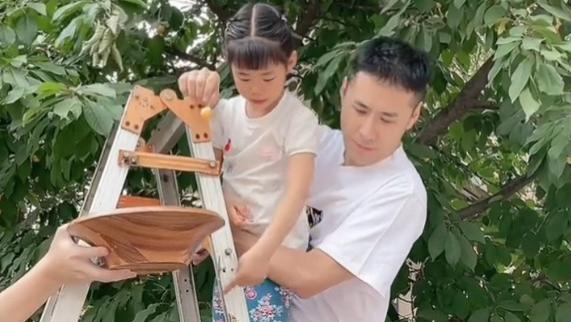 黄征|黄征在家摘樱桃，一双儿女罕见出镜，长相宛如复制粘贴，基因强大