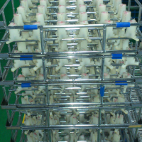 小碗豆豆