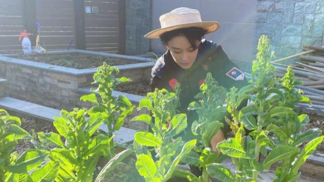 张馨予|军嫂张馨予家有菜园？闹市中过田园生活，惬意引人羡慕