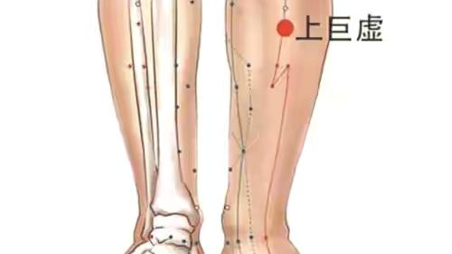 便秘|胃肠不行，请找上巨虚