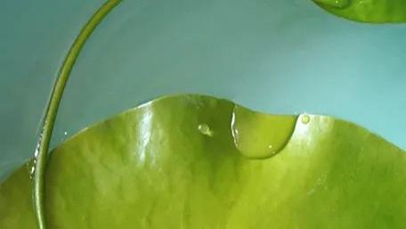 处暑|【处暑】夏去暑犹在，4款养生食疗方助你防暑热+防秋燥