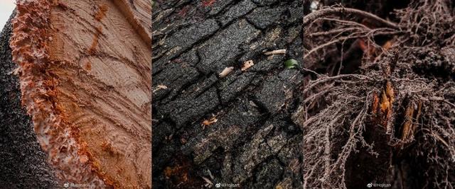 微距摄影|苹果微距摄影大赛结果出炉!我们和获奖者及苹果副总裁聊了聊