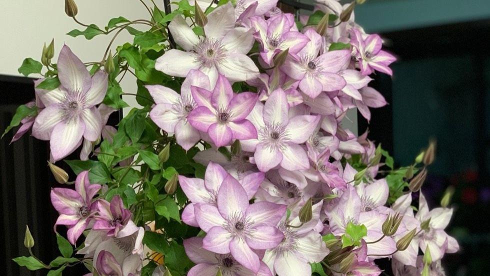 阳台养铁线莲，就选“乌托邦”，皮实好养，丰花勤花，点亮一阳台