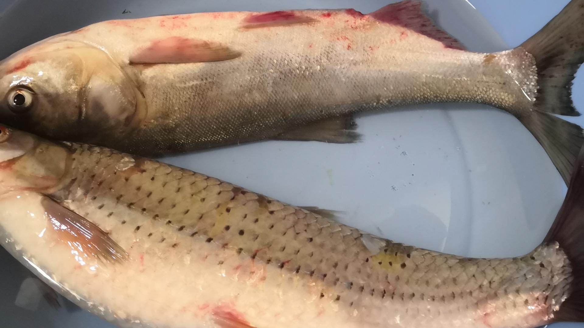 鱼片|钓鱼收获，做一香味食欲的炸鱼片