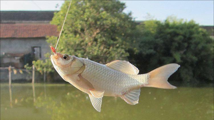 |春天钓鱼十钓九空？那是你没抓住“窗口期”，时机到才能大鱼闹