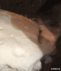 |“这是小蛇出了轨,还是青蛙劈了腿?”现实版的美杜莎女王吗?