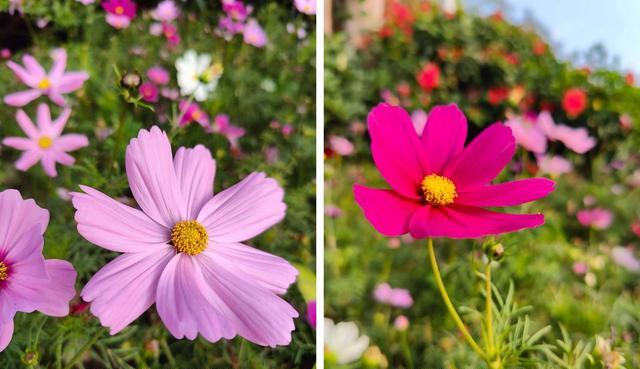 |刘作虎：12+512G给用户降500，一加10Pro也降价了！