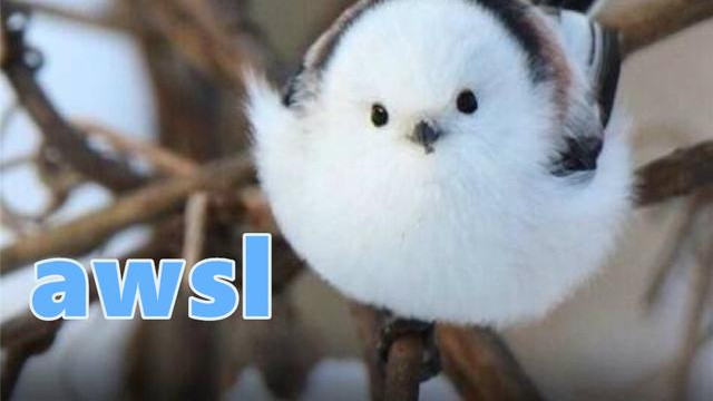 美丽|?因为太萌差点成为“国鸟”的小肥啾：美丽在可爱面前一无是处