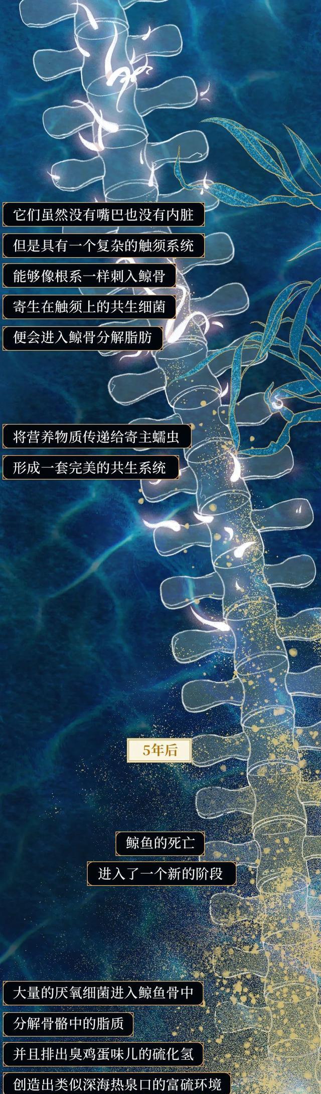 鲸鱼|“抹香鲸”死后,尸体会经历什么?漫画诠释:一鲸落,万物生!