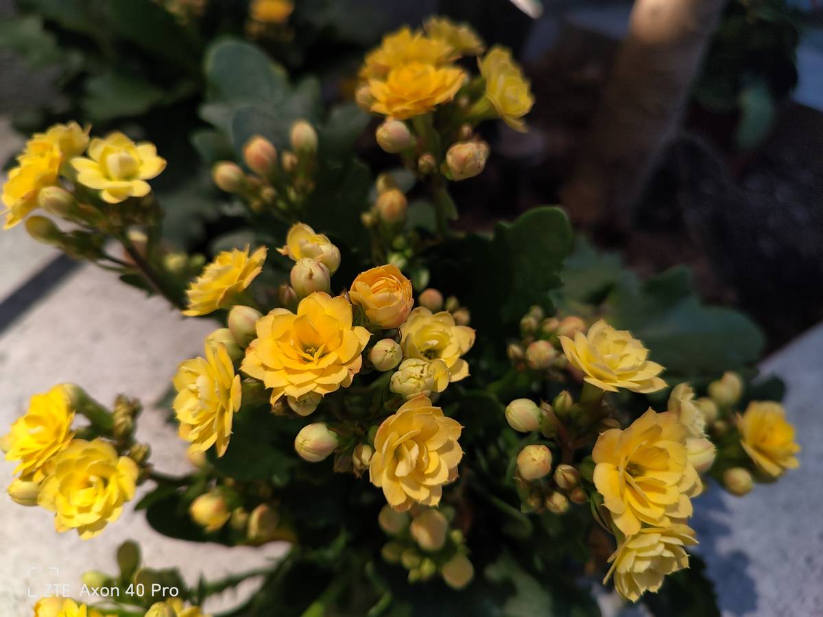 中兴|中兴Axon40 Pro：能拍能打的它，能给我记录了什么样的瞬间