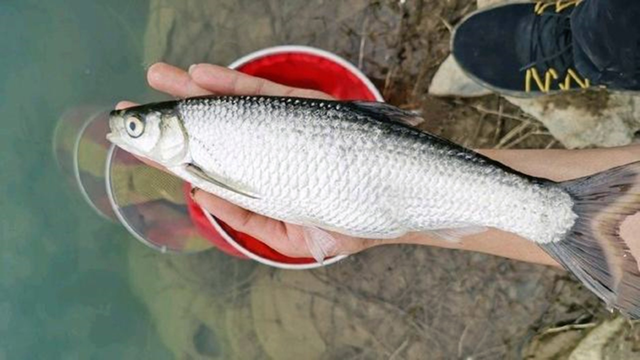 贵州|贵州一男子野钓，罕见收获30厘米长“白条鱼王”，网友：做标本