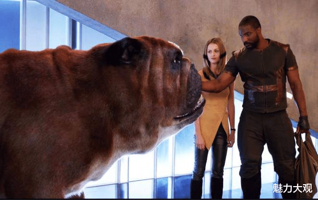 漫威|漫威萌宠大挑战，大多数人都认不全，你能认出几个？