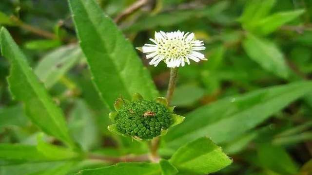 墨旱莲|长在溪边的抗癌中药，墨旱莲，滋补肝肾，抑菌抗癌功效多