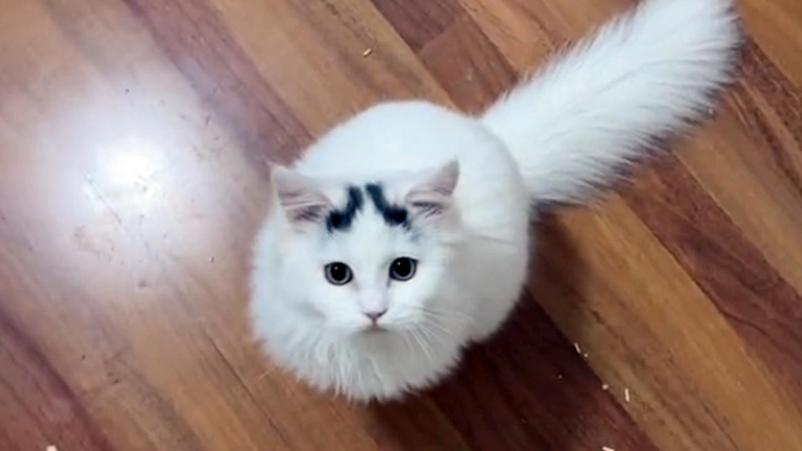 喂了一次的流浪猫，竟出现在好心人家门口，猫：喂了我还想跑？