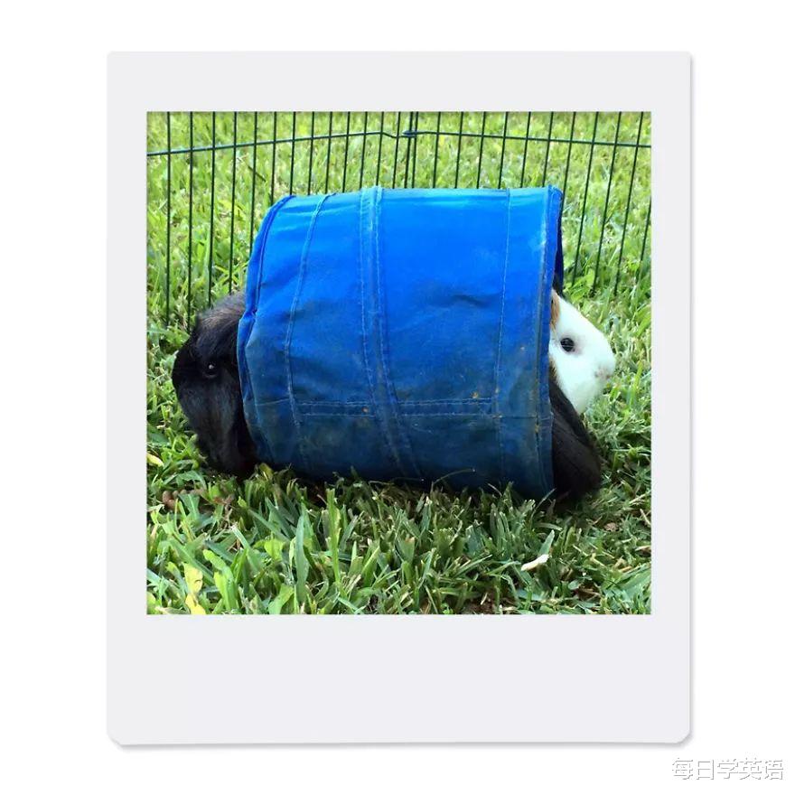 豚鼠|双语漫画 | 我有两只豚鼠,它们也太太太不一样了吧?!