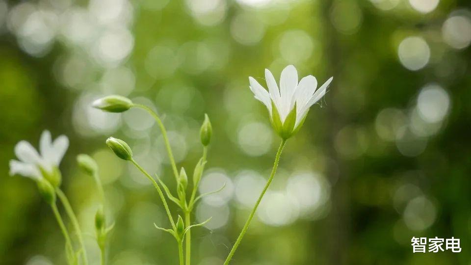 按摩|从卖家电到卖按摩仪, SKG却难改忽悠用户的本性