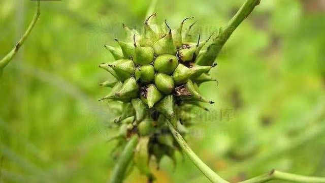 营养不良|分享一味抗癌中药——三棱，破血行气、消积止痛，可用于多种癌症