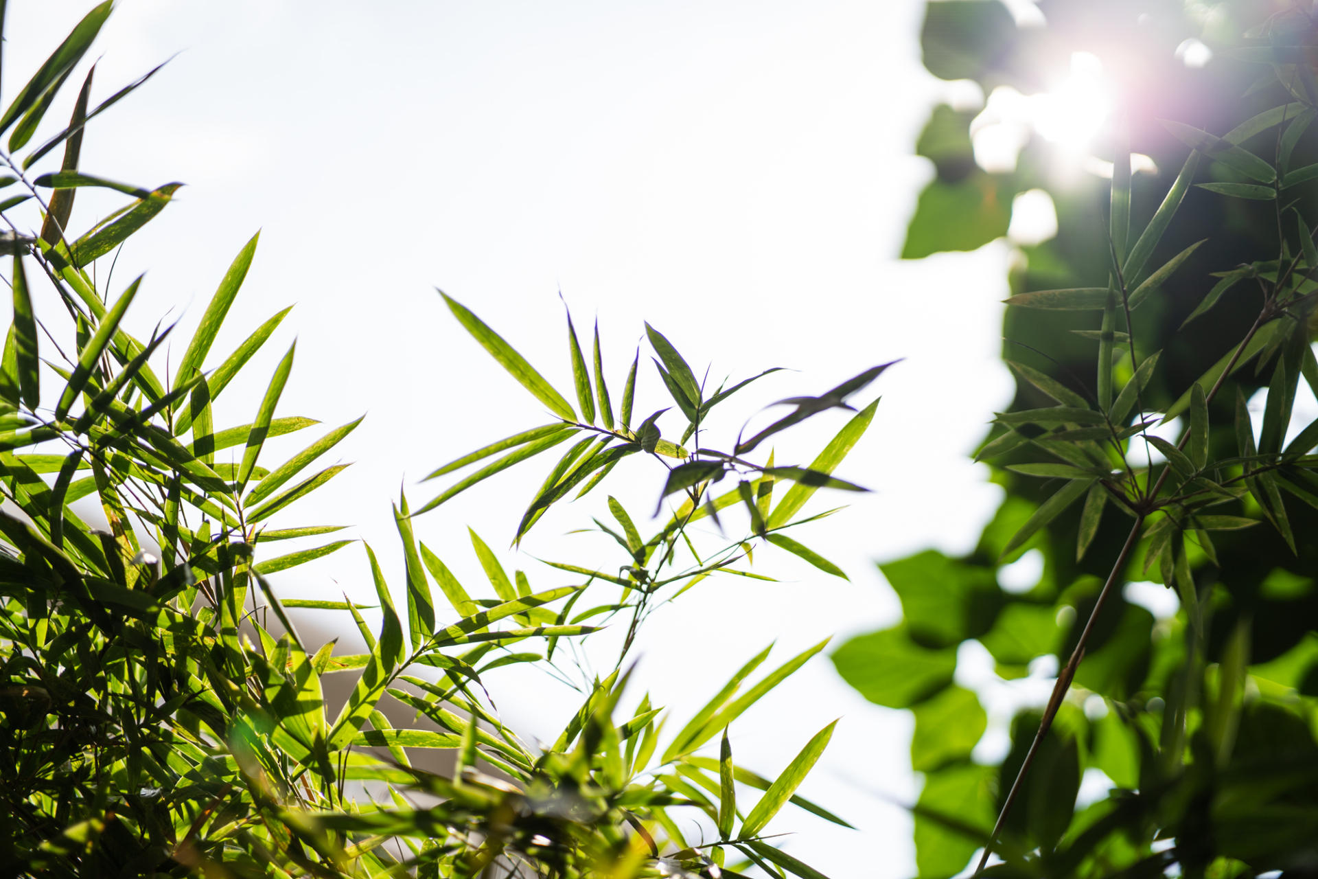 GPU|森养 75mm F1.8 镜头评测,轻巧且带有「复古」之味