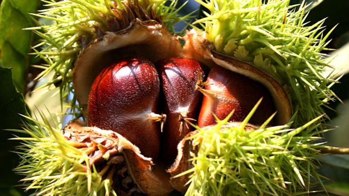 中国板栗排行榜，经过评比，这12个产地名气较大，有你的家乡吗？