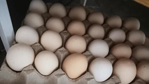 鸡蛋9个黄，是鸡吃的太好还是打了激素？养鸡人给你解读真相