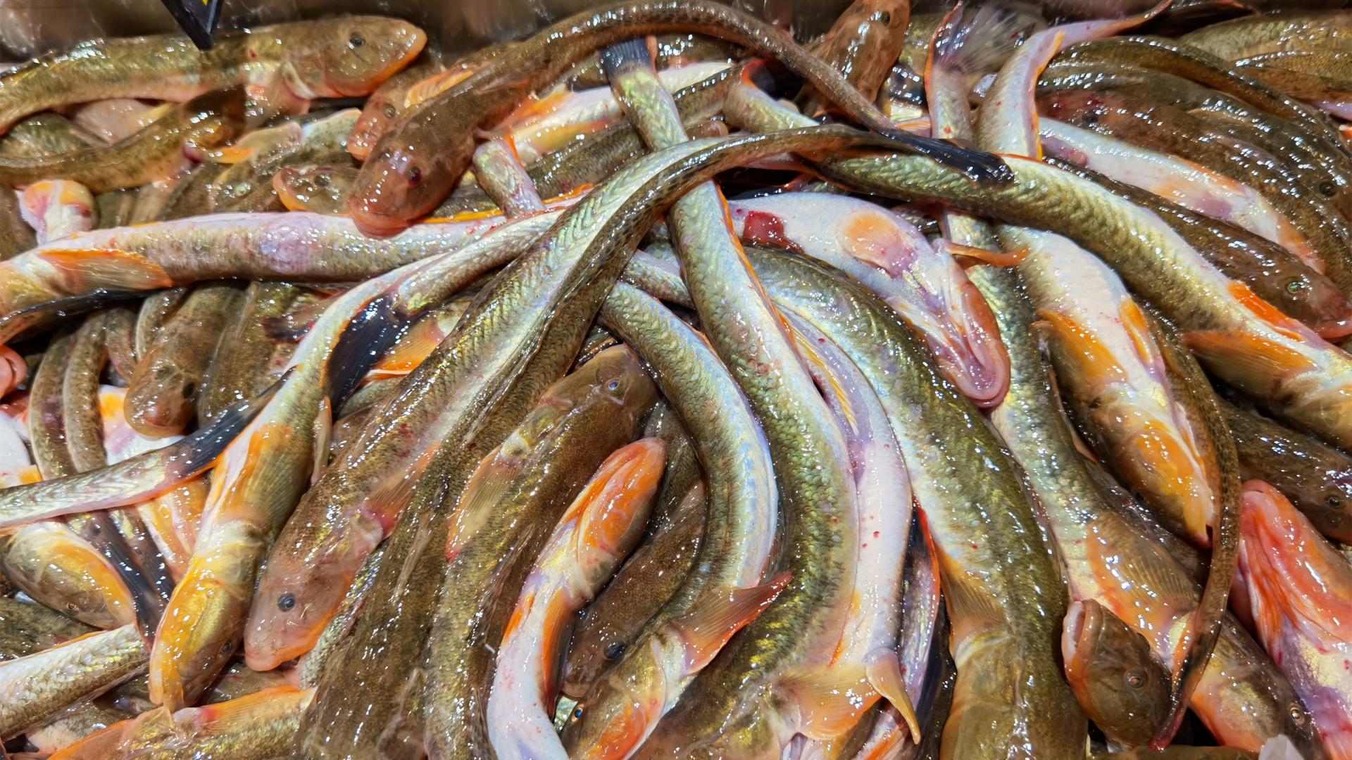 鲶鱼|4月遇到这鱼，我从不还价，肉厚刺少，鲜美好吃，炖豆腐吃特别香