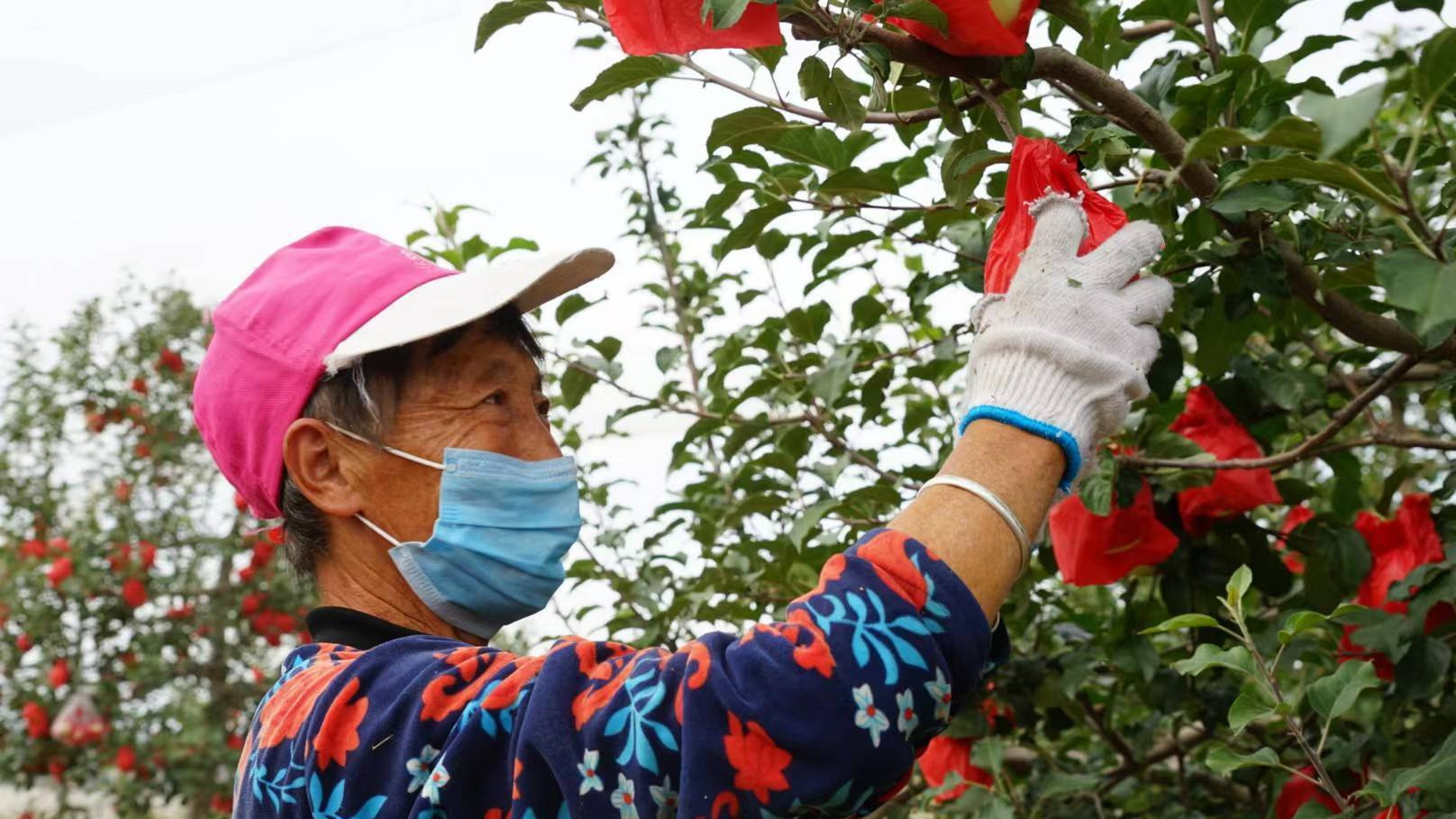 陕西高地苹果优生地就在榆林米脂县
