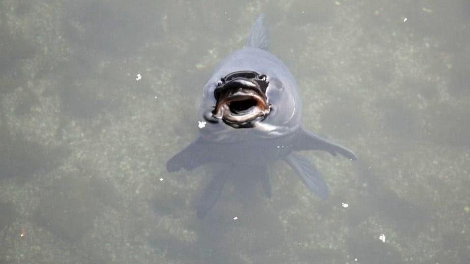 |用以下几种饵料钓螺蛳青，必然上大鱼