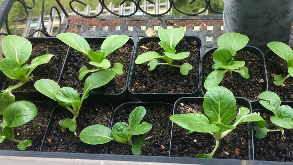 “闲置”阳台不如种点菜，盆栽这“4样”，产量高、收成早