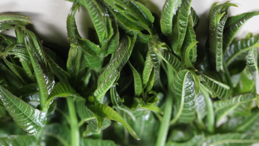 香椿|春天 ，最该吃的不是荠菜而是它，现在正当季，营养极高，别不懂吃