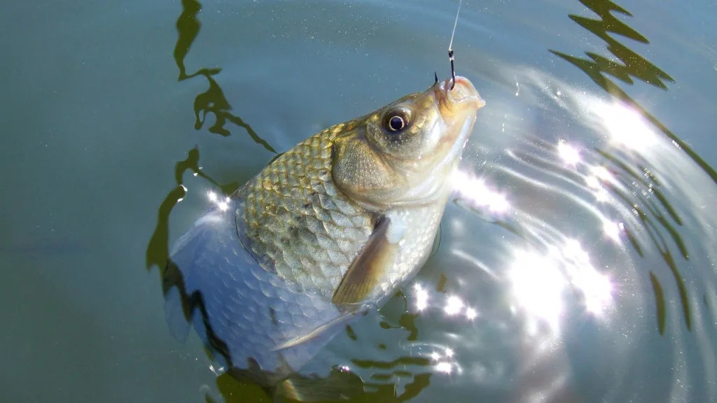 |春季钓鲫鱼把握好这两点，能让鱼获翻一倍，也更容易钓到大鲫大鲤