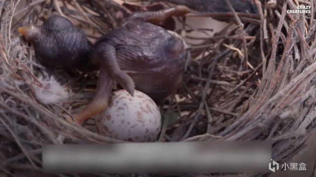 月亮|《艾尔登法环》魔法师之乱,卡利亚王室与学院的秘密之战