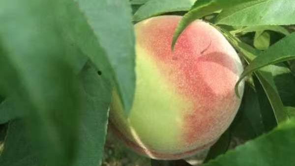 酵素种植的久保桃