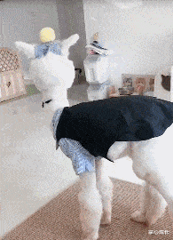 NFC|电脑满了,公司让我自己买一个,不限内存,不限品牌,该怎么买?