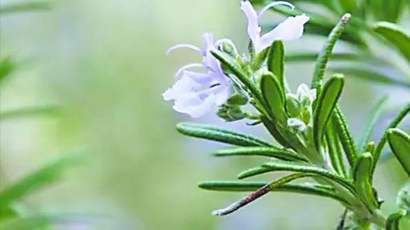 抗氧化|香草植物文化——迷迭香的应用价值