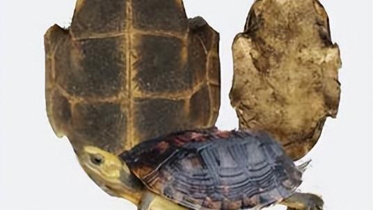 小米粥|分享抗癌良药——龟板，功效滋阴潜阳、益肾强骨、养血补心