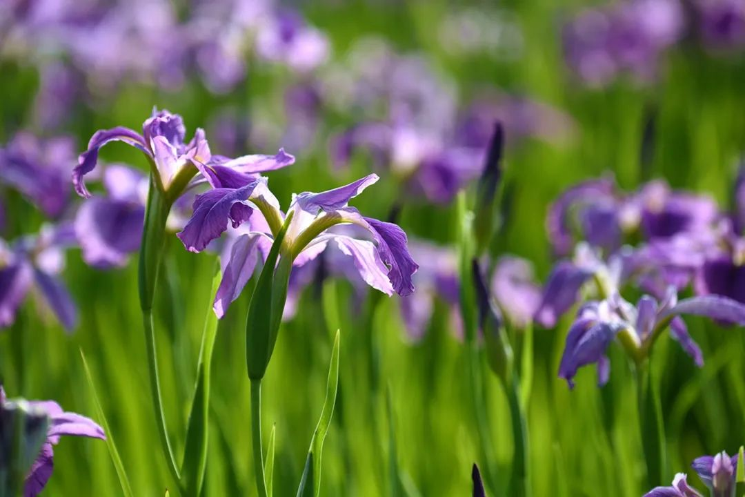 oppo reno|Reno8 Pro迎“花仙紫”配色，27日登场，或是机圈最美手机？